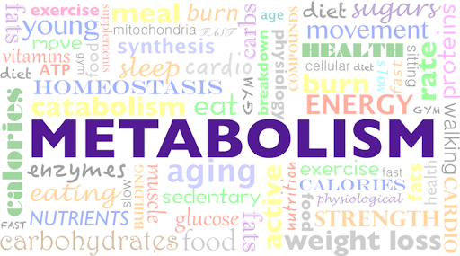 Jak działa metabolizm?